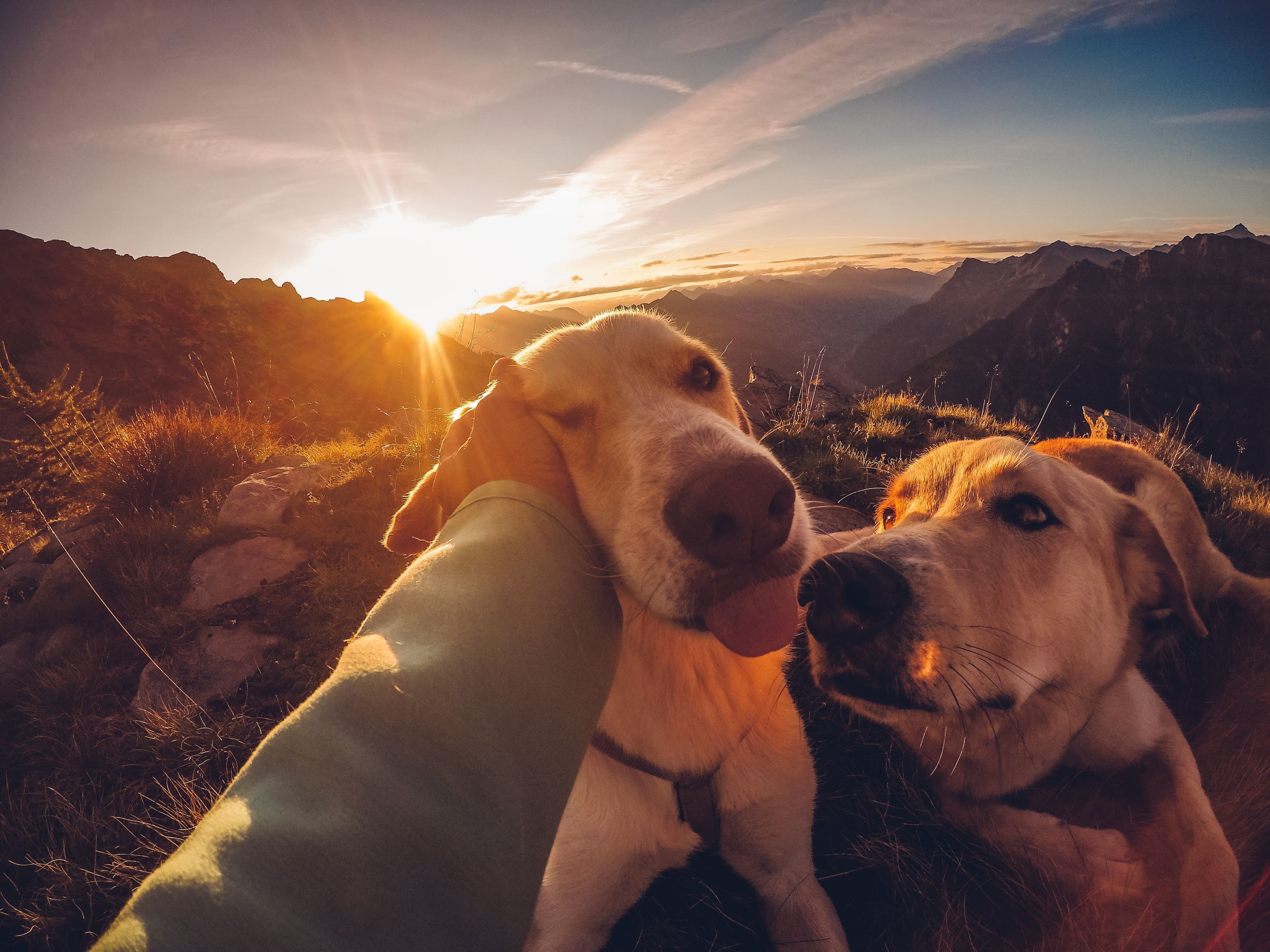 Over 700 Animals Rescued Or Collected By Animal Welfare Directorate In First Half Of 2026