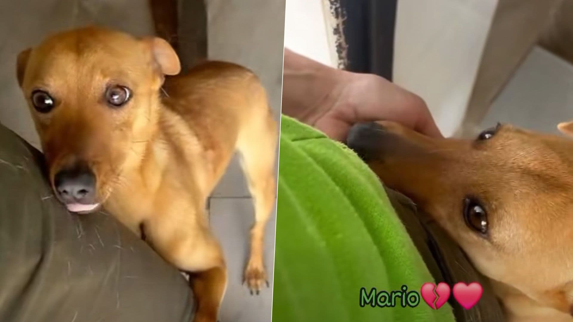 Shelter Dog Mario Does Not Want To Stop Hugging Carer
