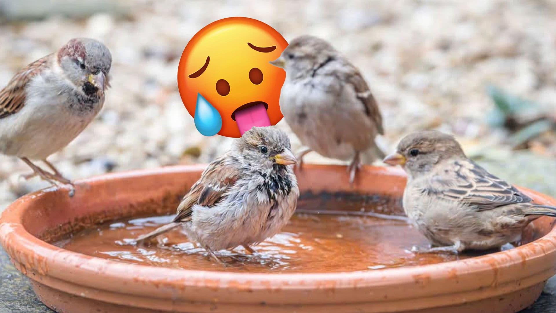 Reminder: Birds Are Feeling The Summer Heat Too!