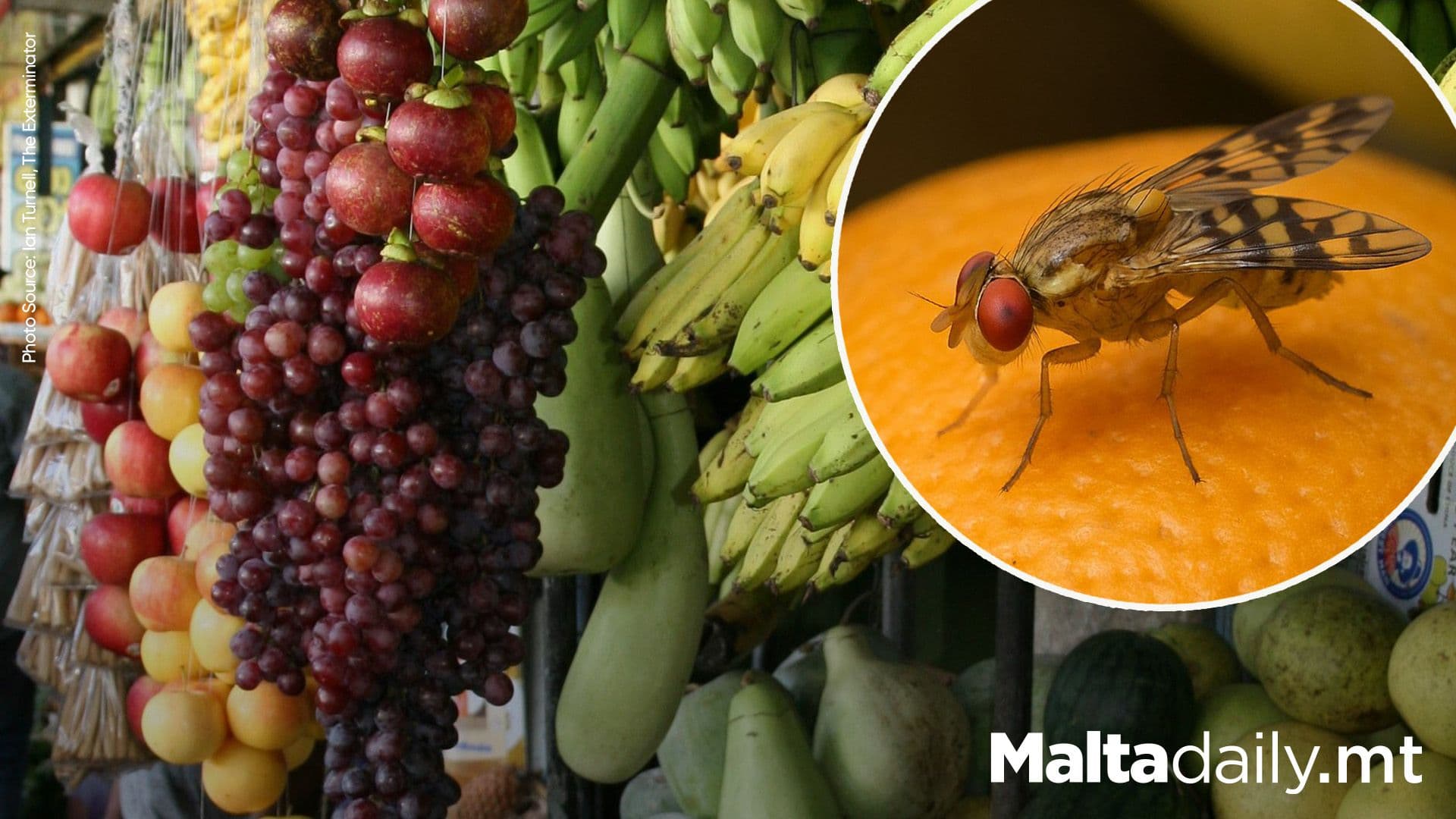 Fruit Flies Are Causing Big Problems In Malta