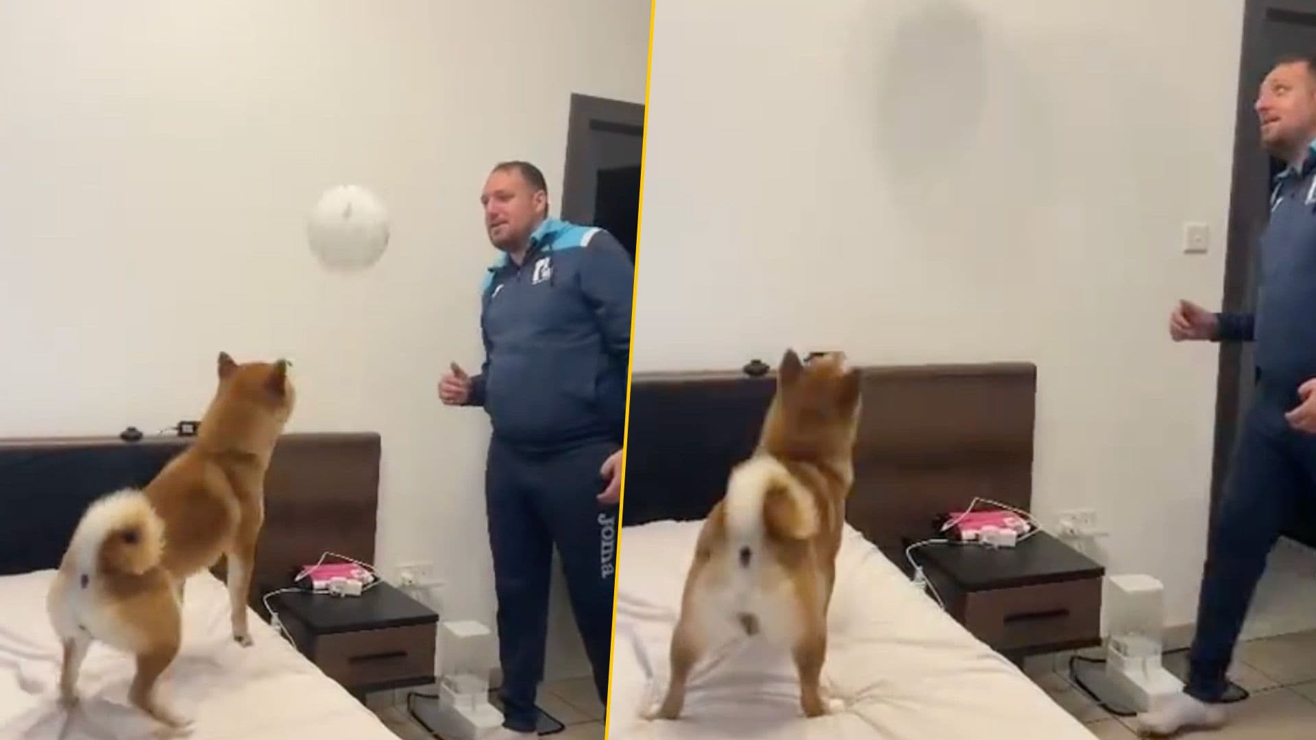 Local & Pet Shiba Inu Bounce Balloon Around In Cute TikTok