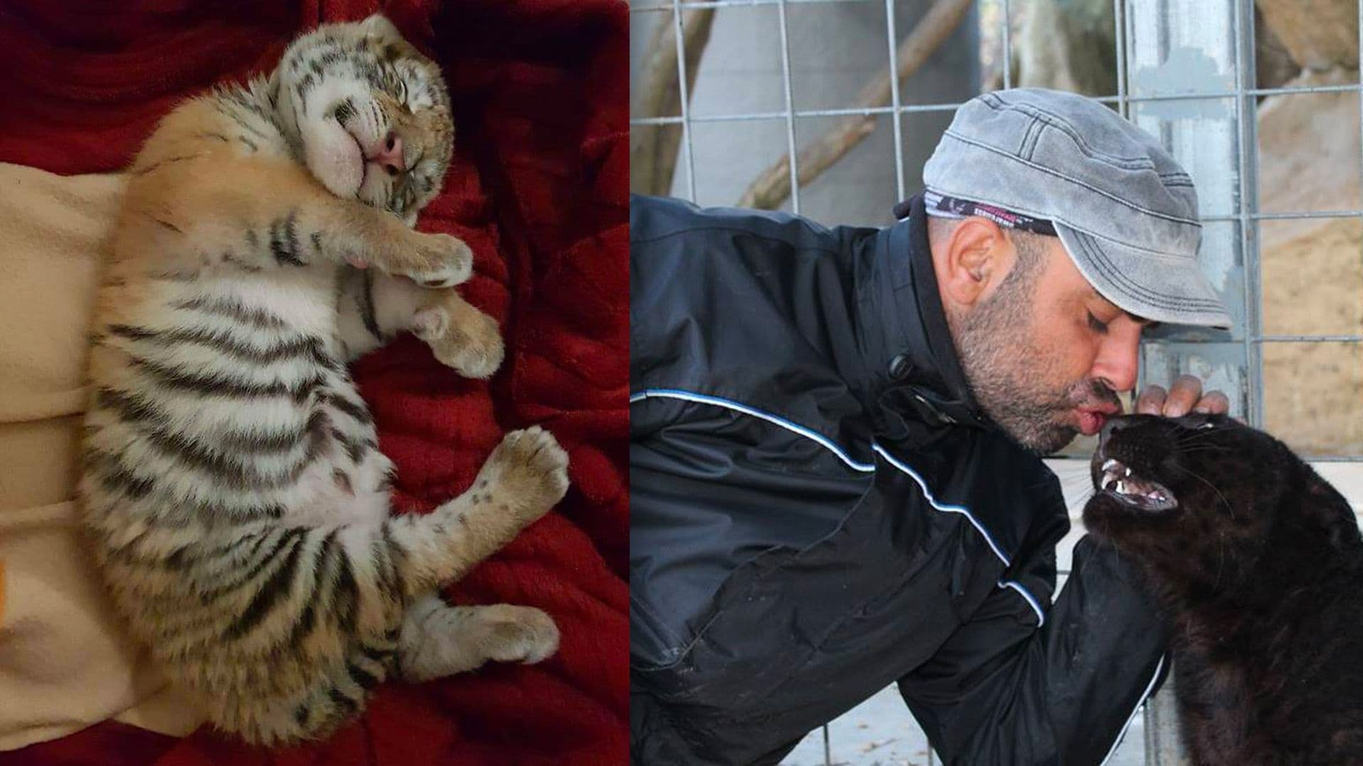 Zoo Owner Challenges €25,000 Fine for Imqabba Tiger Cub Incident
