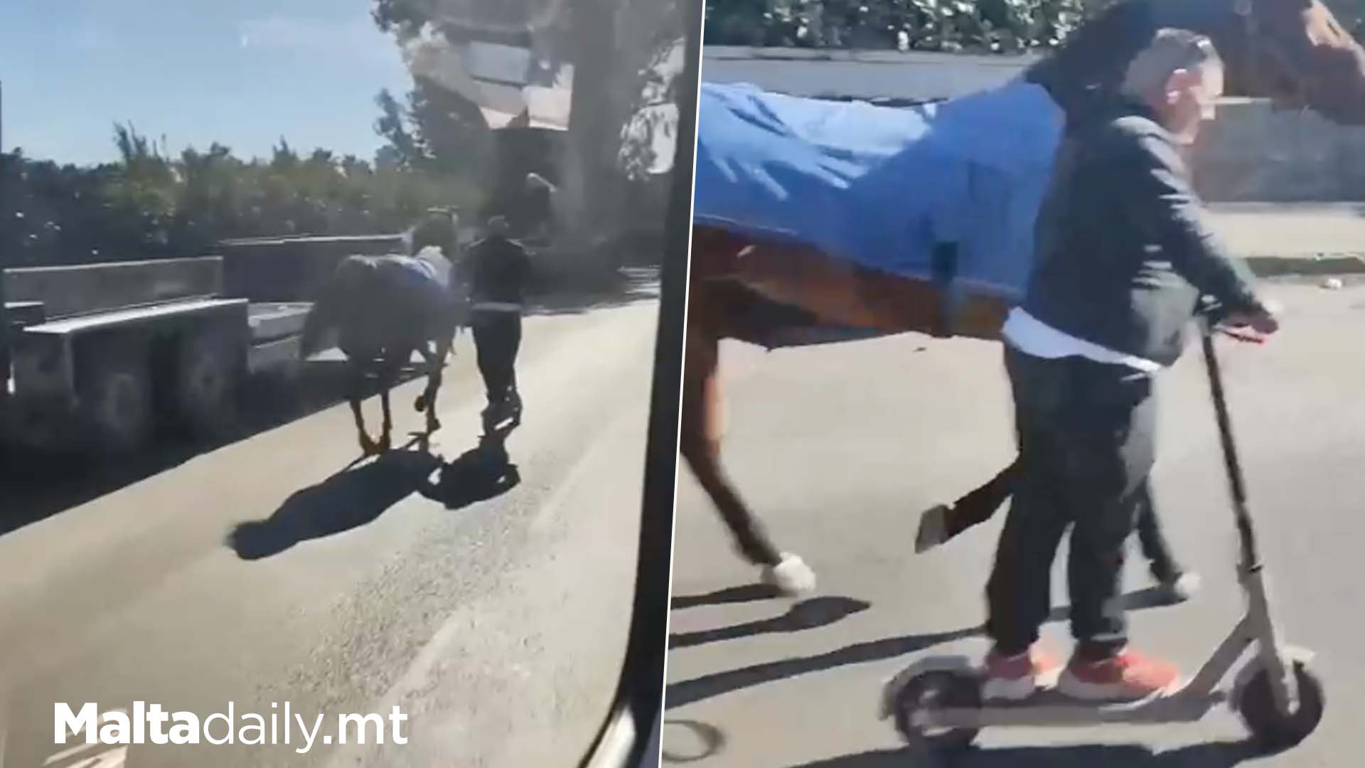 Man On Scooter Walks Horse On Maltese Street
