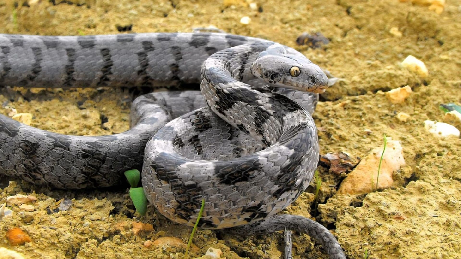 New Study Reveals Greek Origins Of Malta’s European Cat Snake