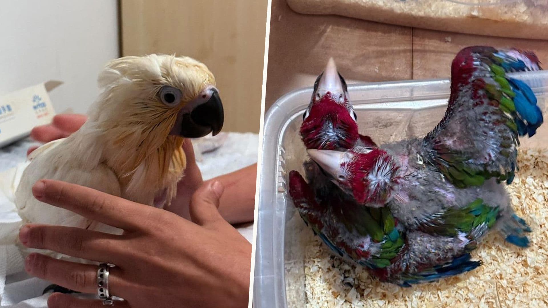377 Exotic Animals Bound For Malta Seized In Sicily By Authorities