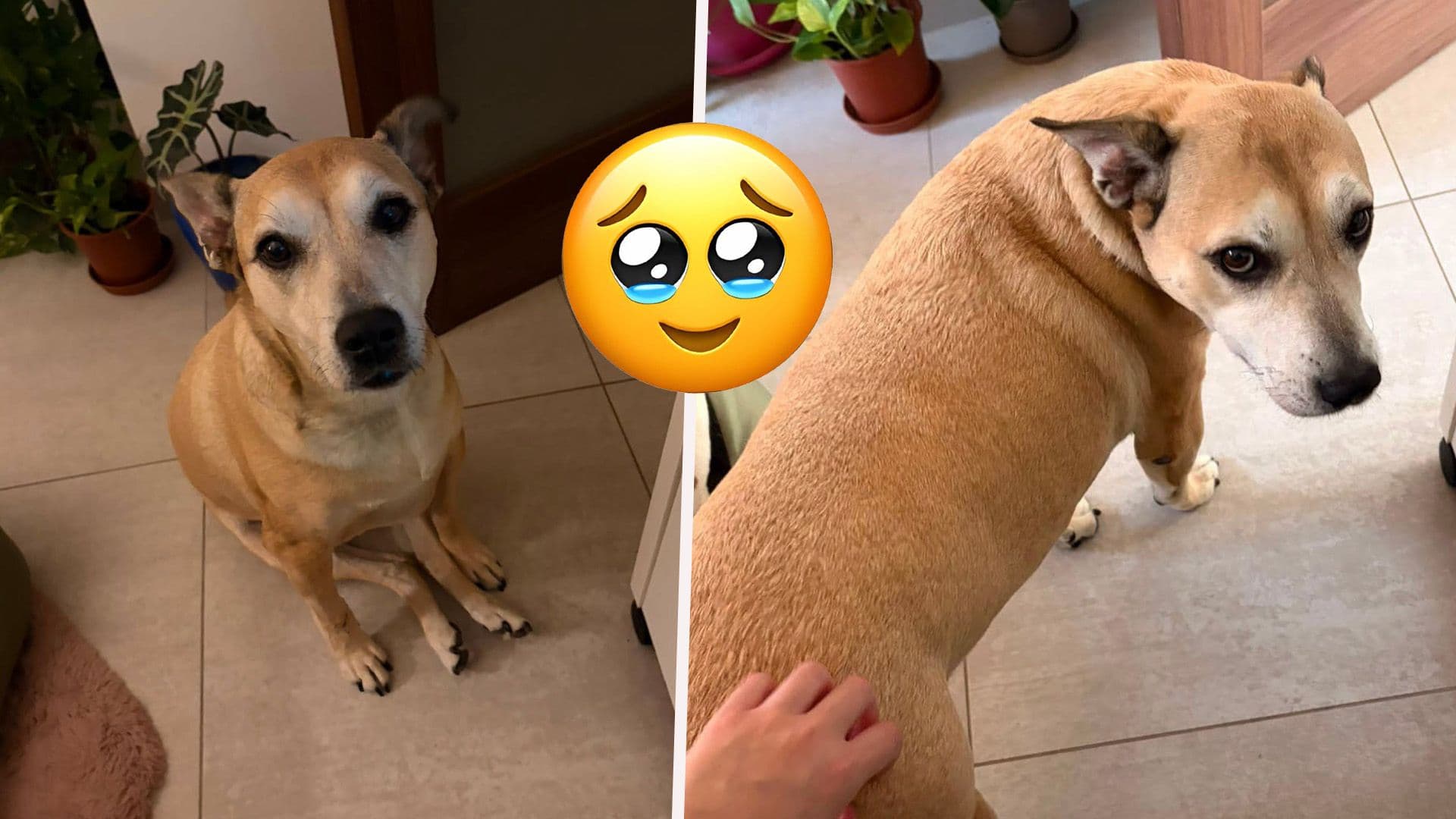 From Shelter Dog To Loving Home: Nina Finds Her Human