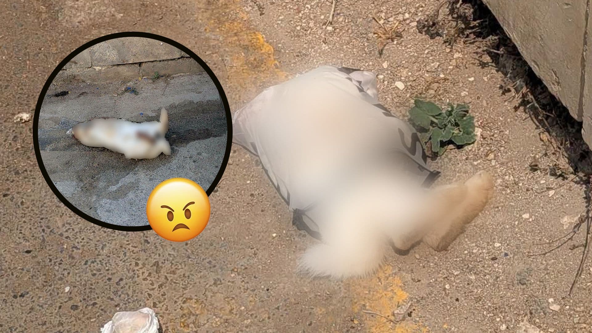 Animals Found Dead In Packages In Żurrieq