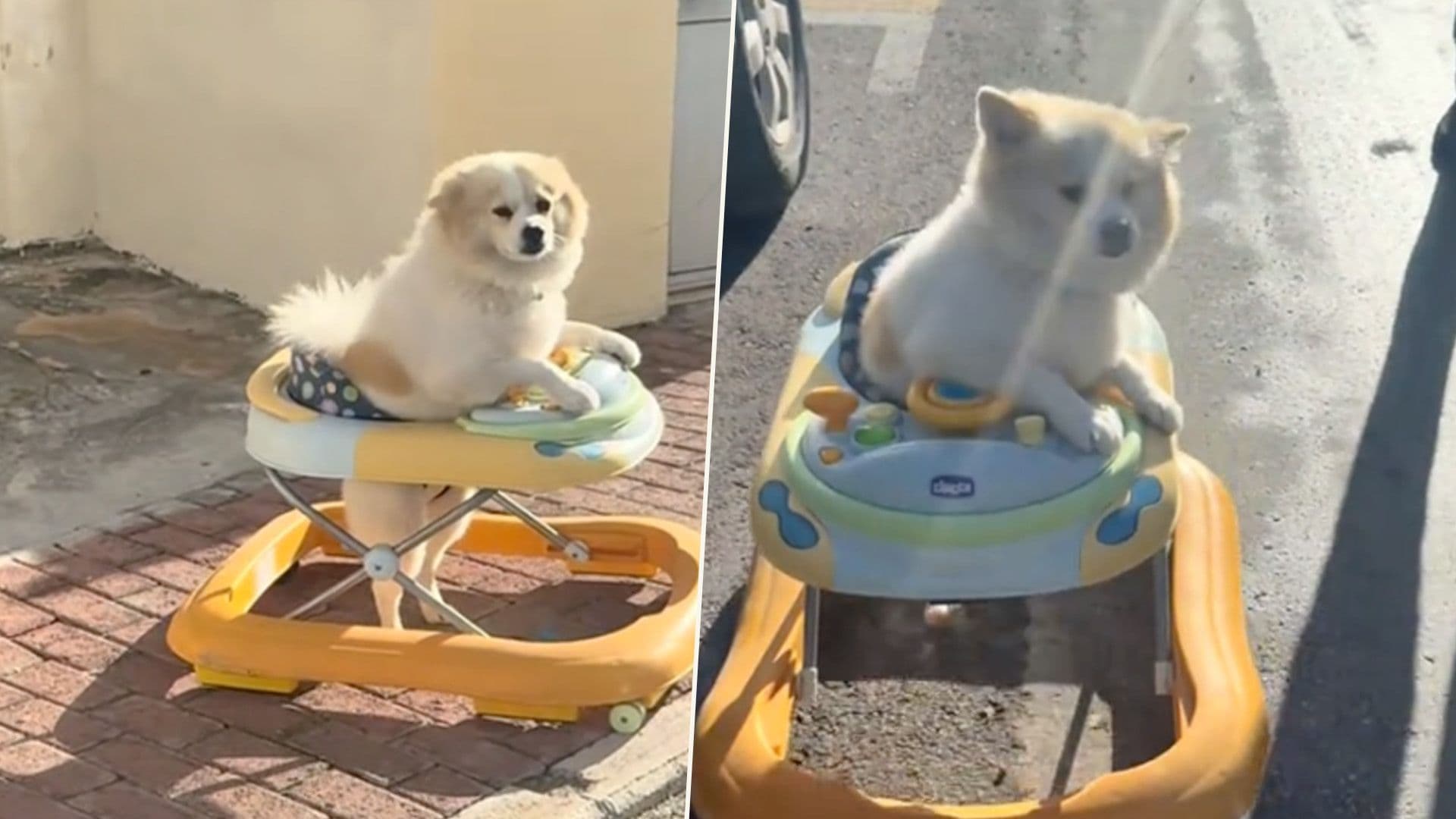 Local Dog In Walker Is The Cutest Thing Ever