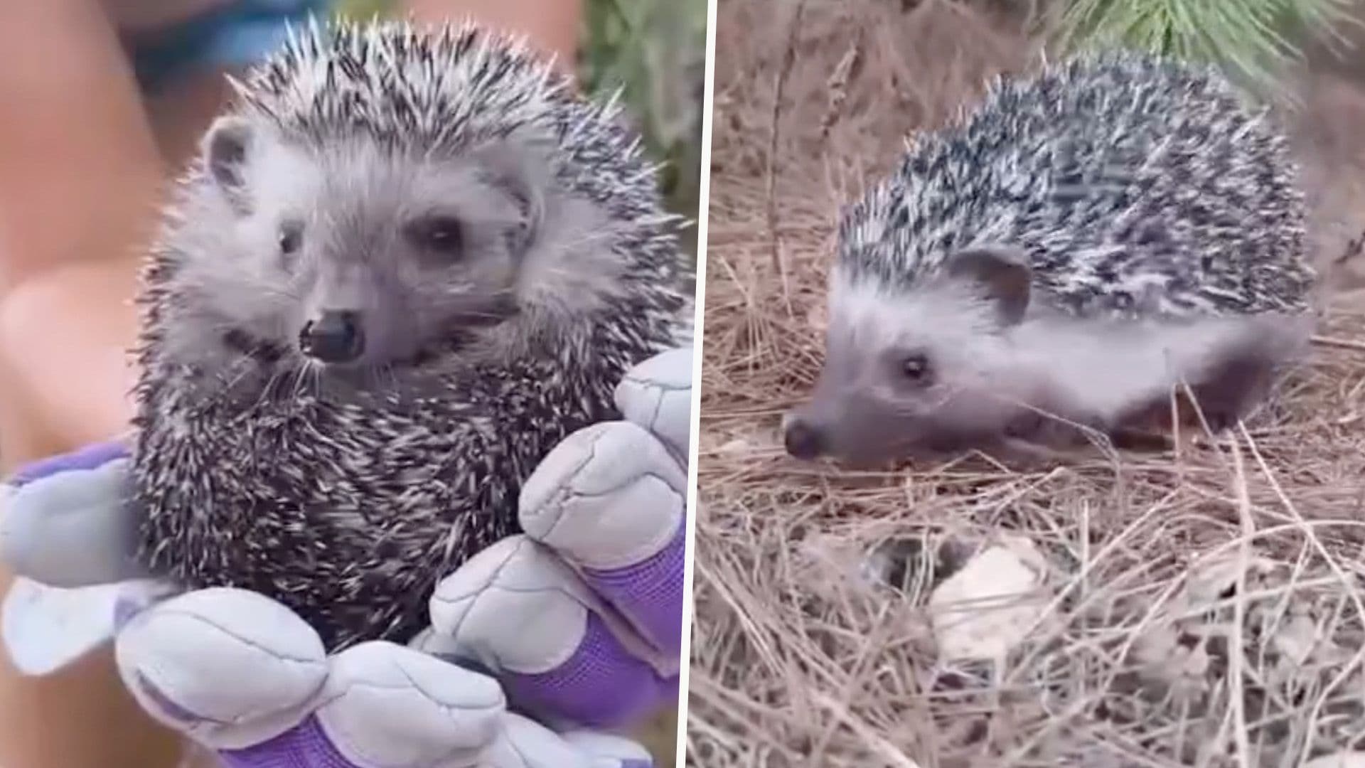 From 26 Grams To Returning To The Wild: Hobbes’ Journey