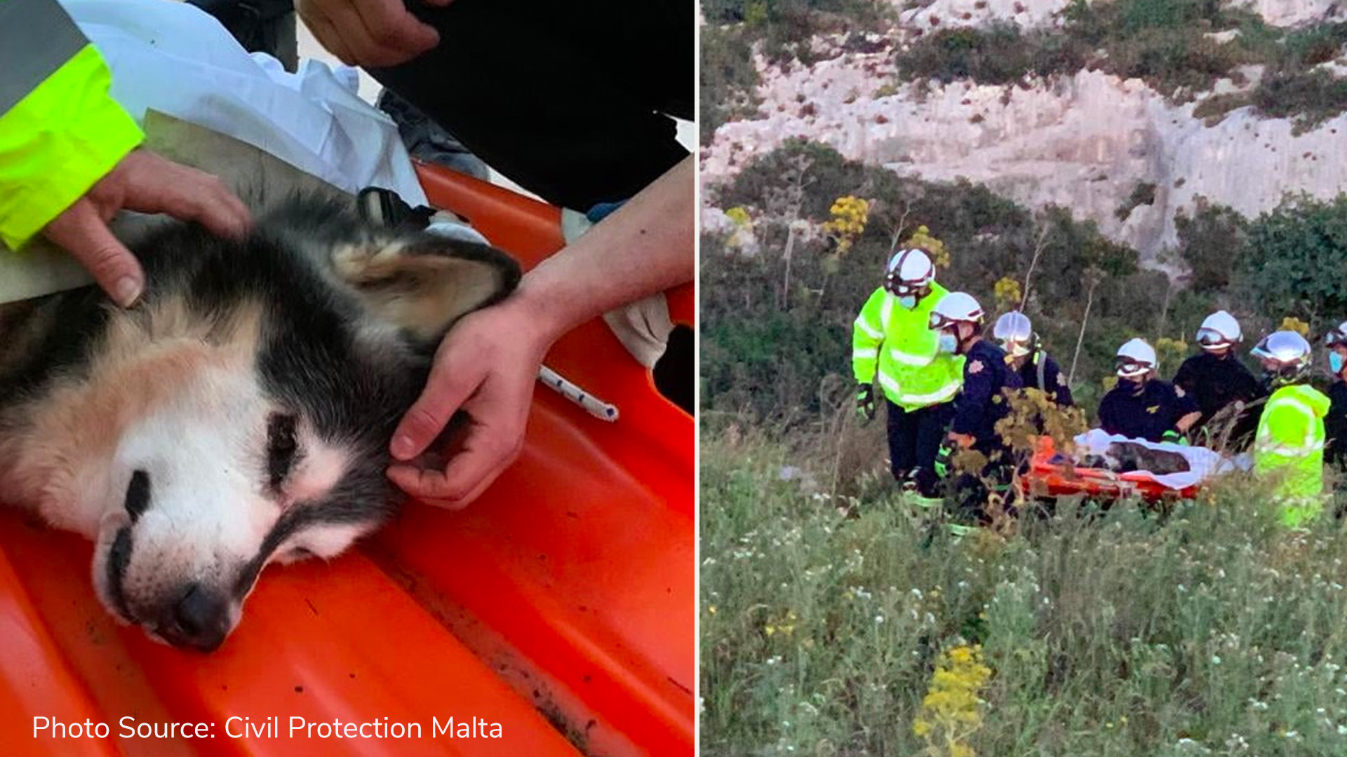 Husky saved by Civil Protection after falling off Wied Babu cliff