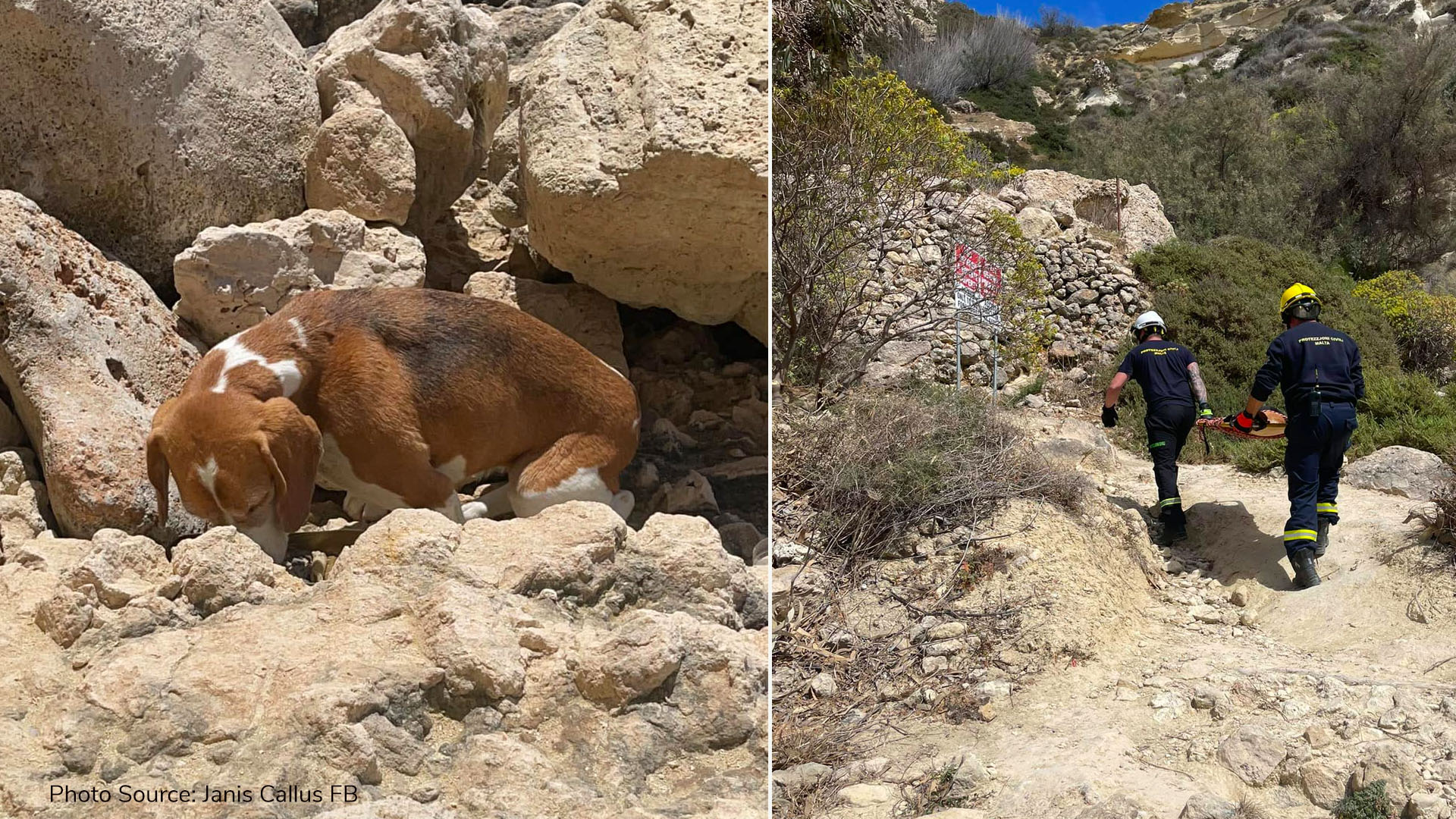 Dog rescued at Fomm ir-Rih by Civil Protection Department