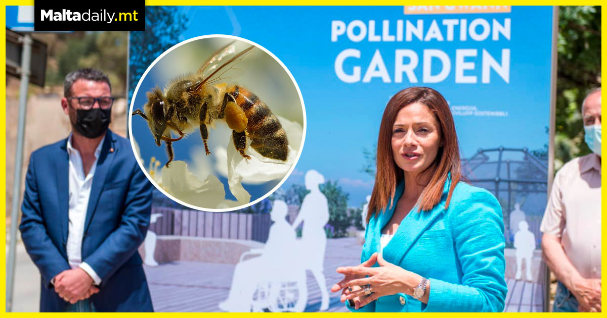 New bee pollination garden to be installed in San Gwann