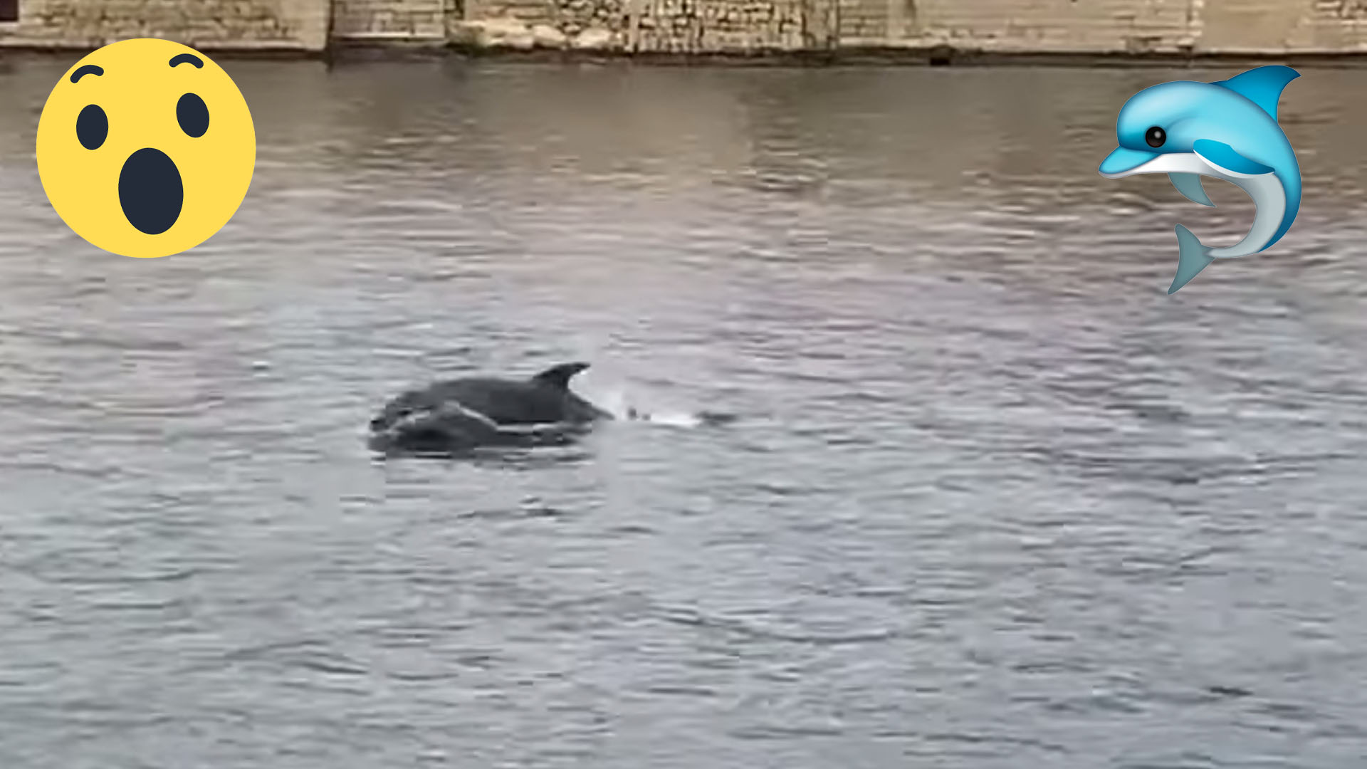 Rare video of dolphin pod swimming near Manoel Island