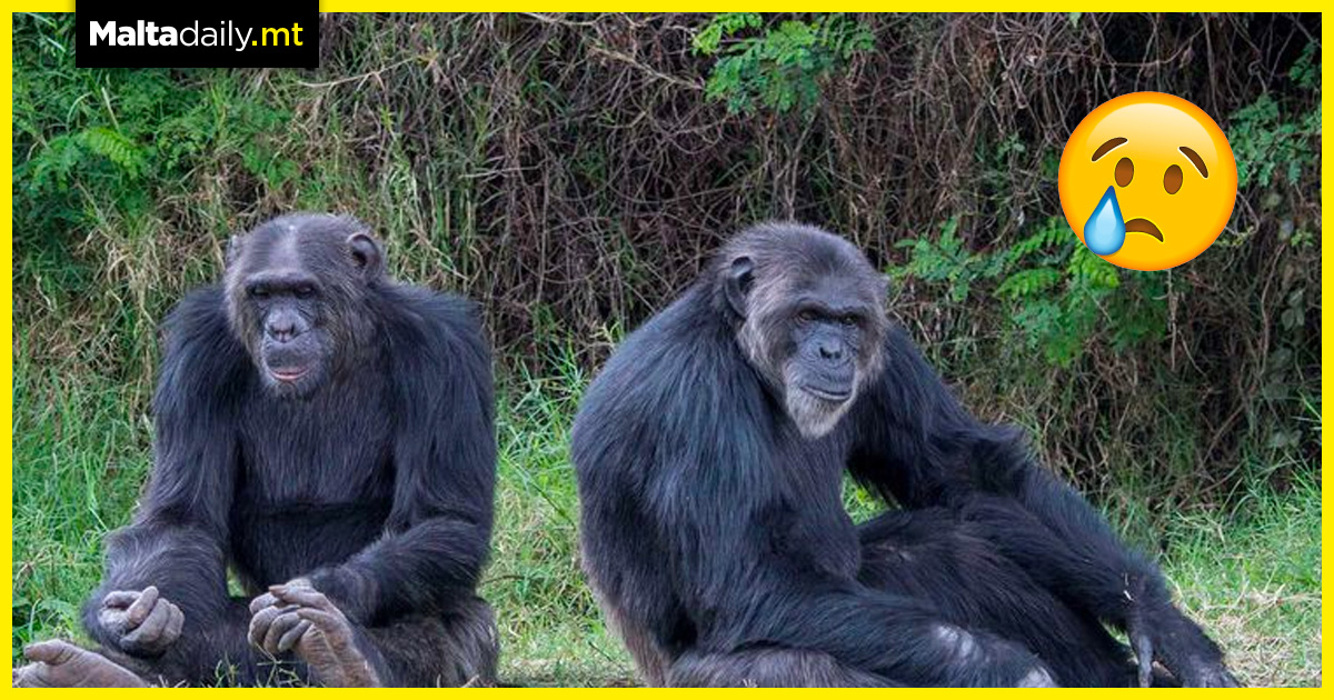 Great apes might lose 90% of African homelands in coming decades