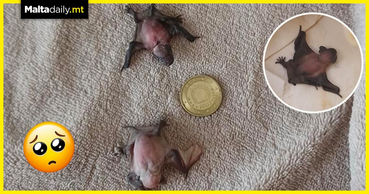 Rain of baby bats due to record heat wave