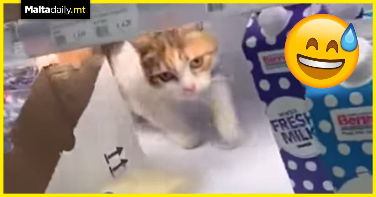 Cat cools itself in supermarket fridge