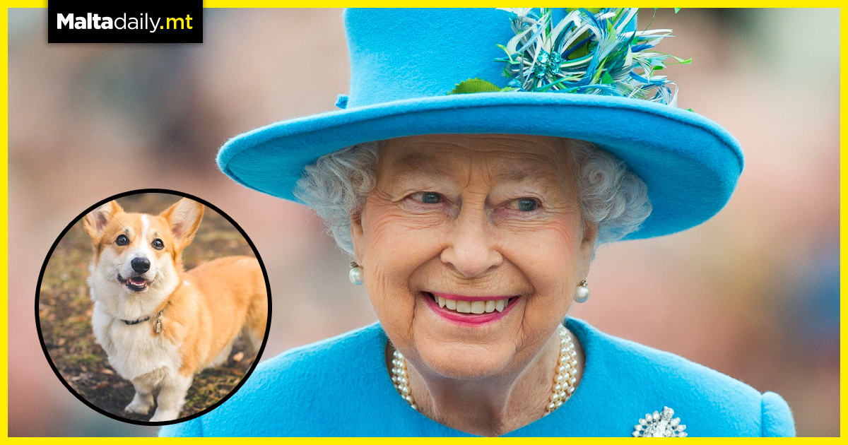 New corgi puppy for Queen Elizabeth after death of dog Fergus