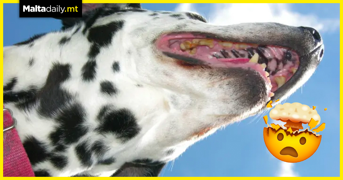 Did you know Dalmatians are spotted on the inside?