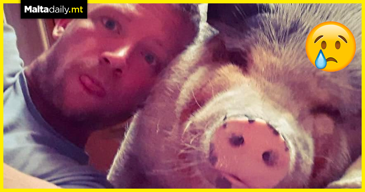 Wolly, Herman Vassallo’s pet pig, passes away