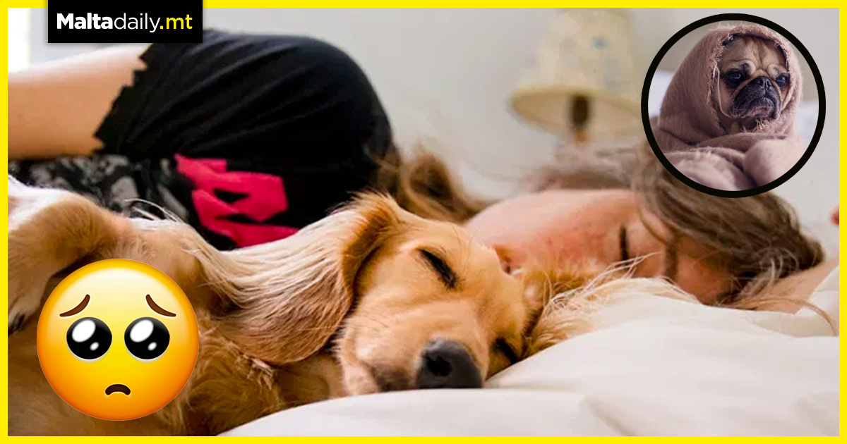 Sleeping with your dog in bed can improve your mental health