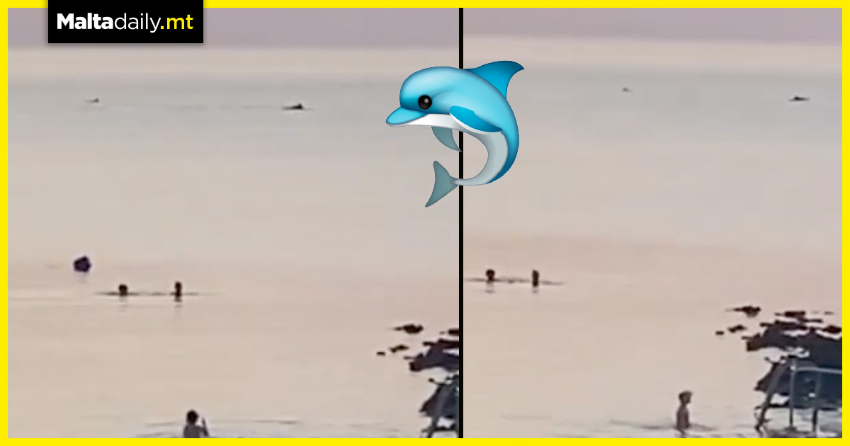 Dolphins treat lucky beachgoers at Xwejni Bay