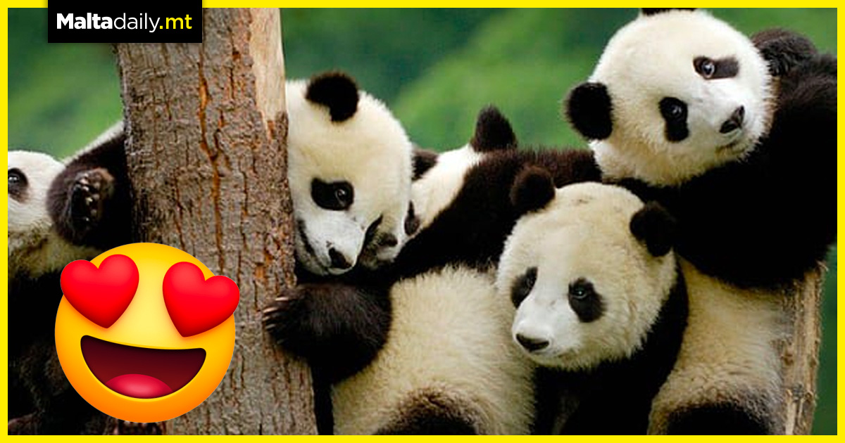 Pandas officially no longer endangered