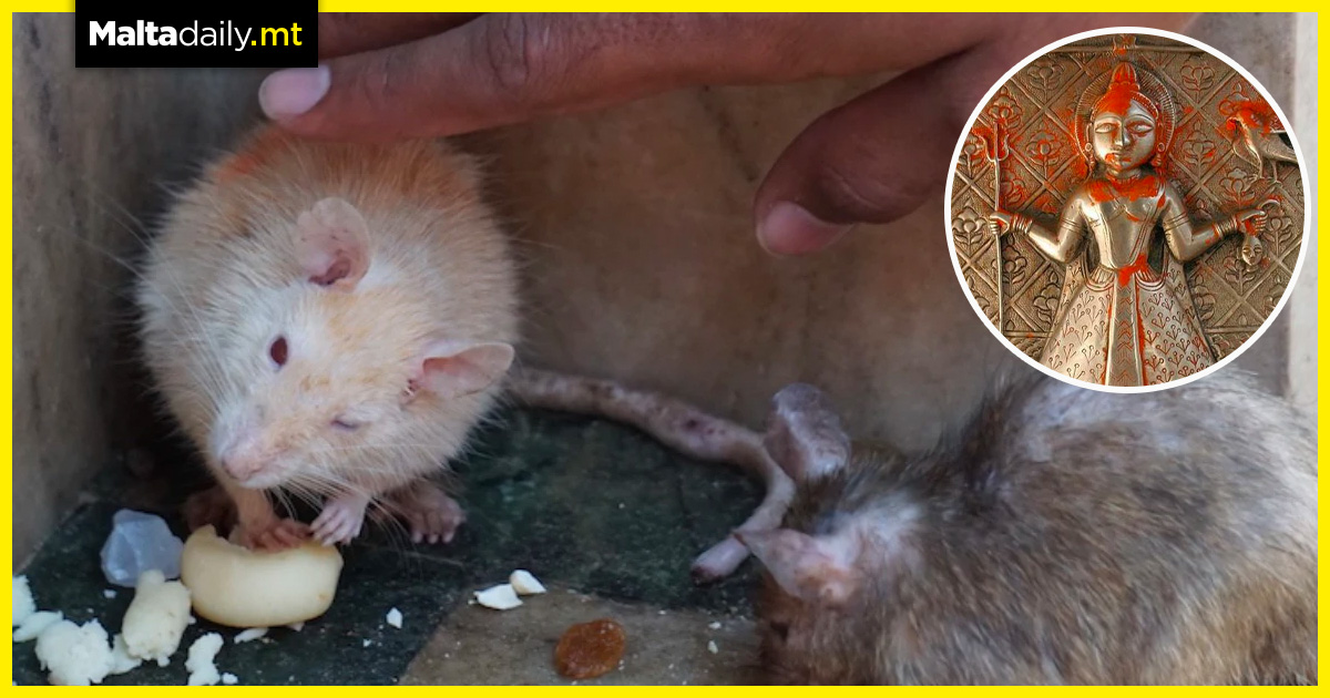Welcome to India’s Temple of Holy Rats