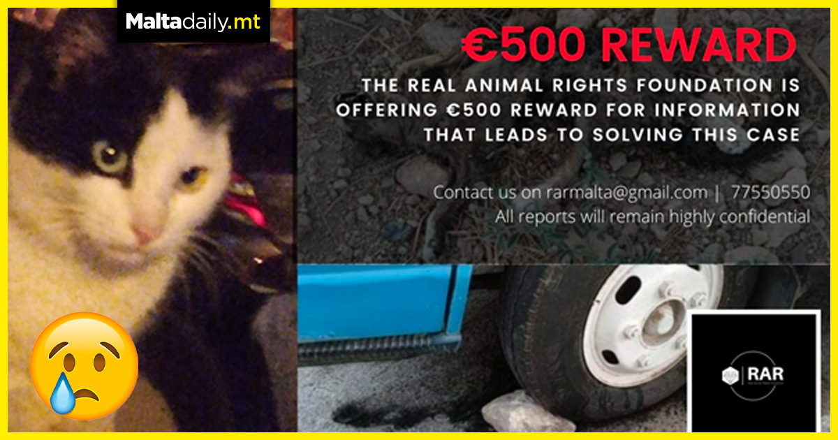 €500 reward for information after beloved stray cat was burnt alive