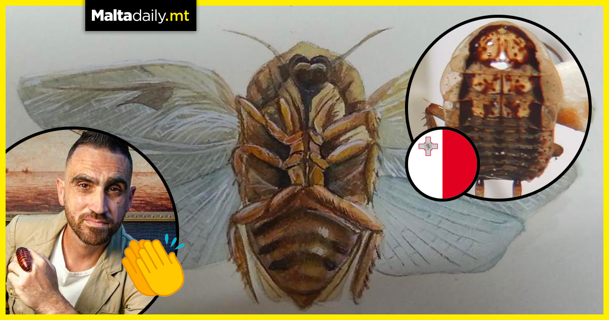 Local naturalist discovers two brand new cockroach species in Malta