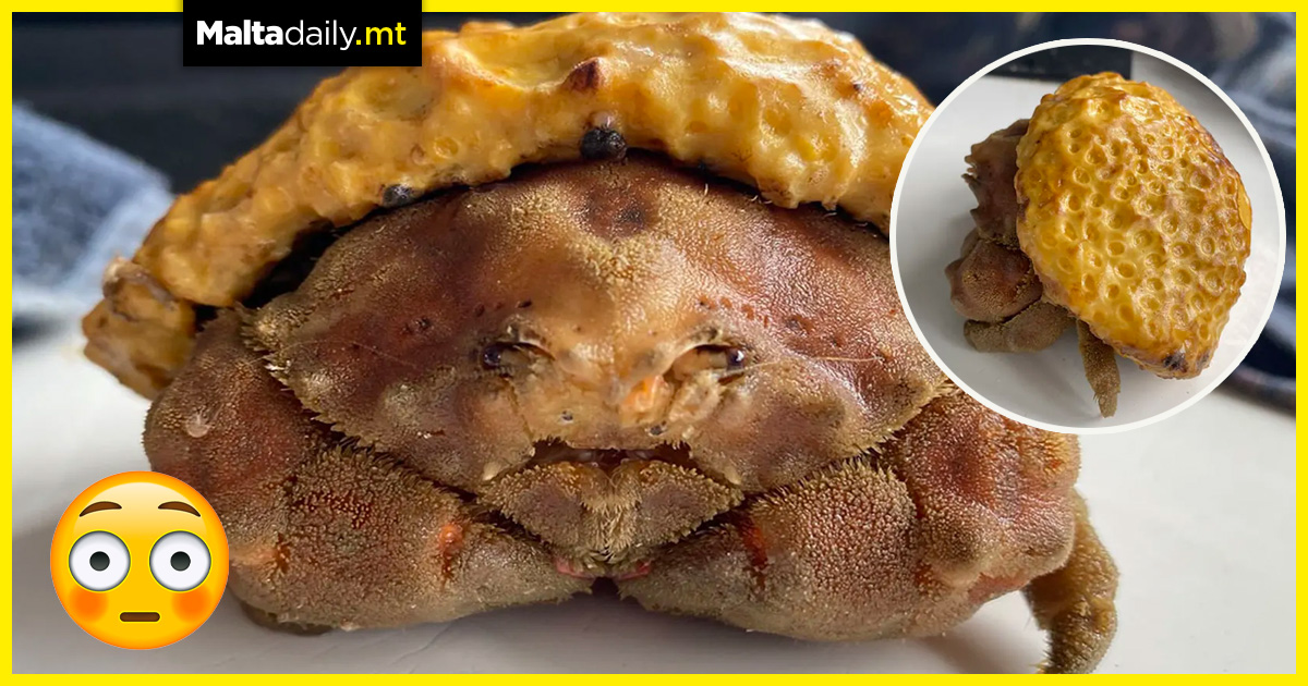 Rare crab which looks like a pastry caught by fisherman