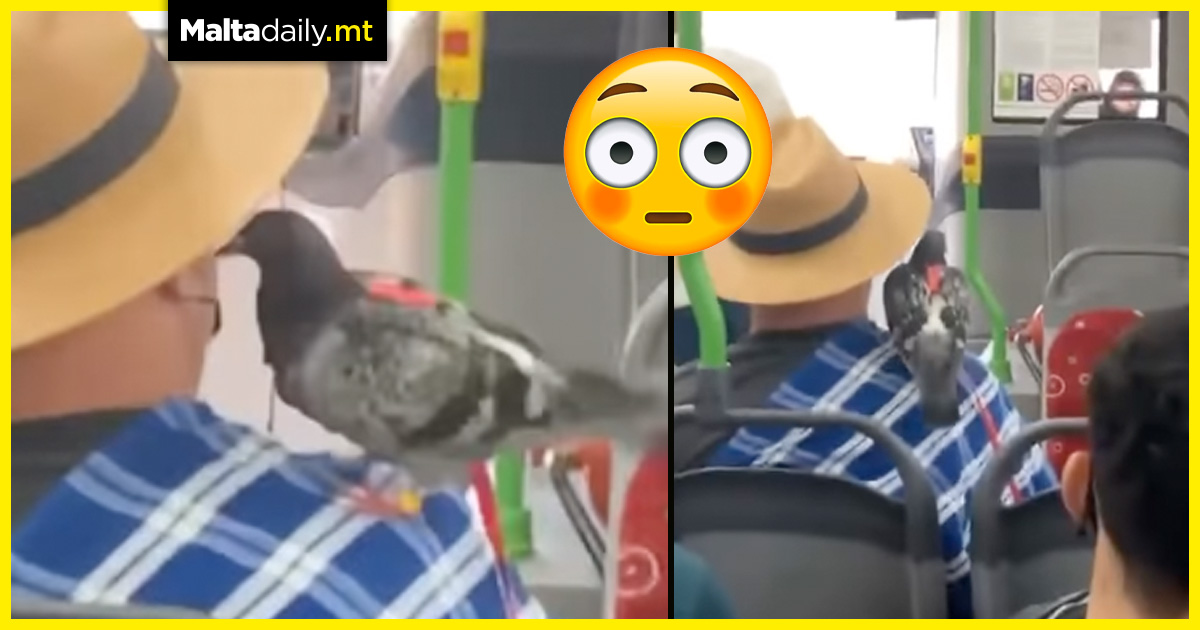 Man with pet pigeon hitches a Tal-Linja ride