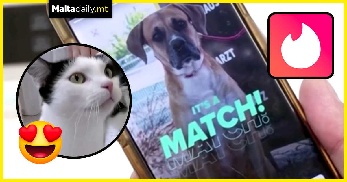 Animal shelter creates Tinder profiles for lonely animals