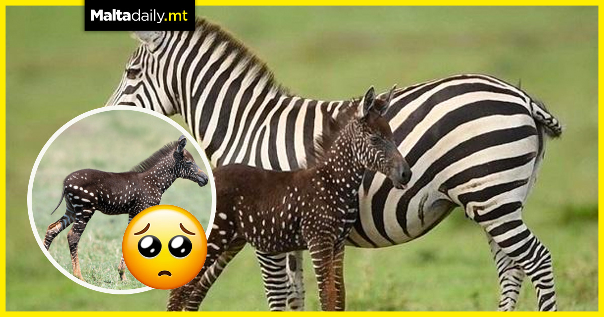 Rare zebra calf with polka-dot pattern becomes internet famous