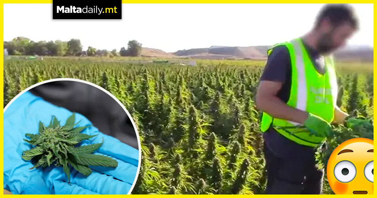 Largest marijuana plantation in Europe busted by police