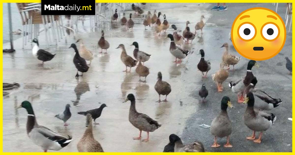 Ducks flock to Gzira café following dismantling of duck village