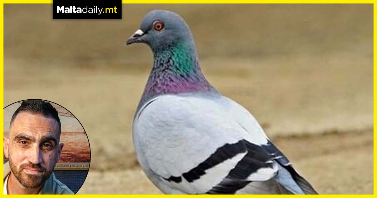 Contraception project seeks to reduce pigeon pest population by 70%