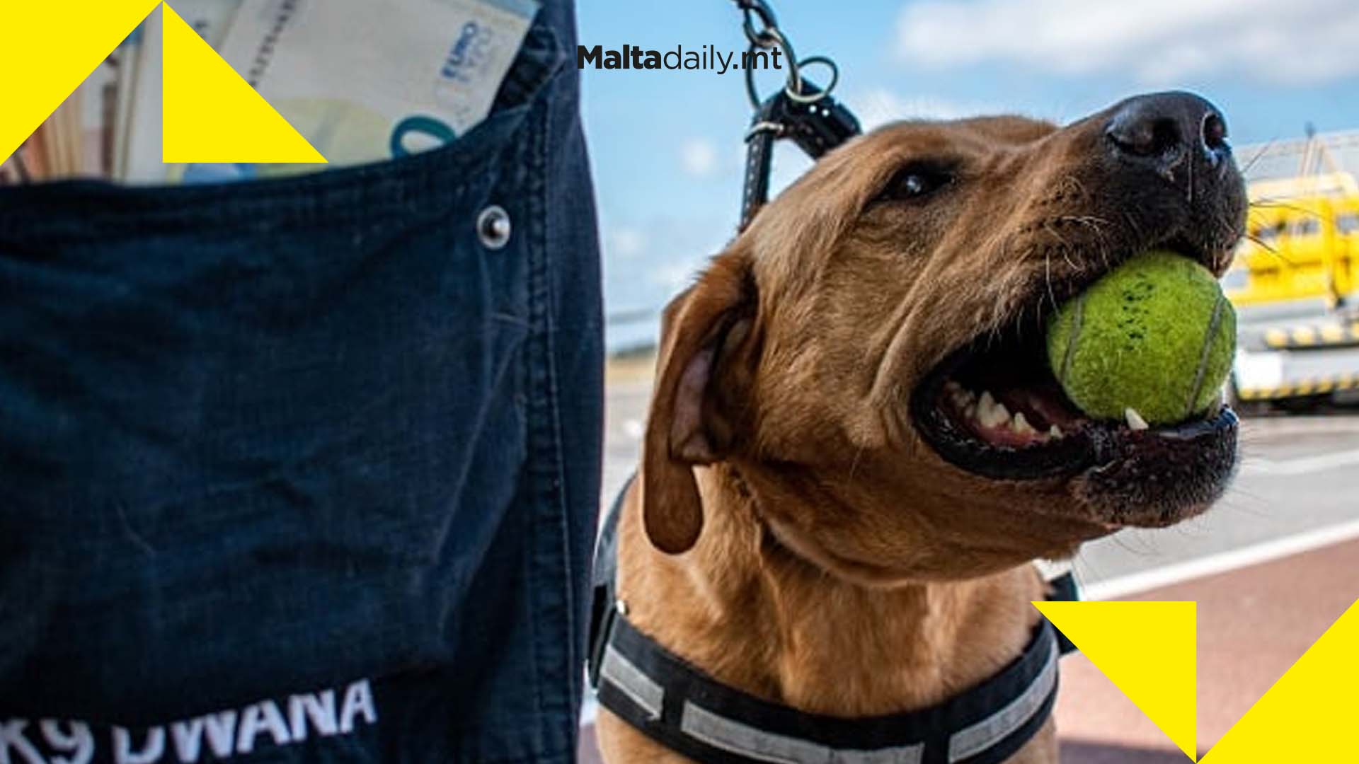 Customs canine Charlie intercepts €38,000 in undeclared cash
