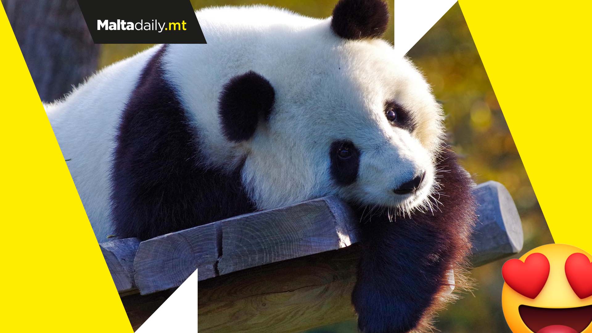 Scientists figure out why pandas are black-and-white