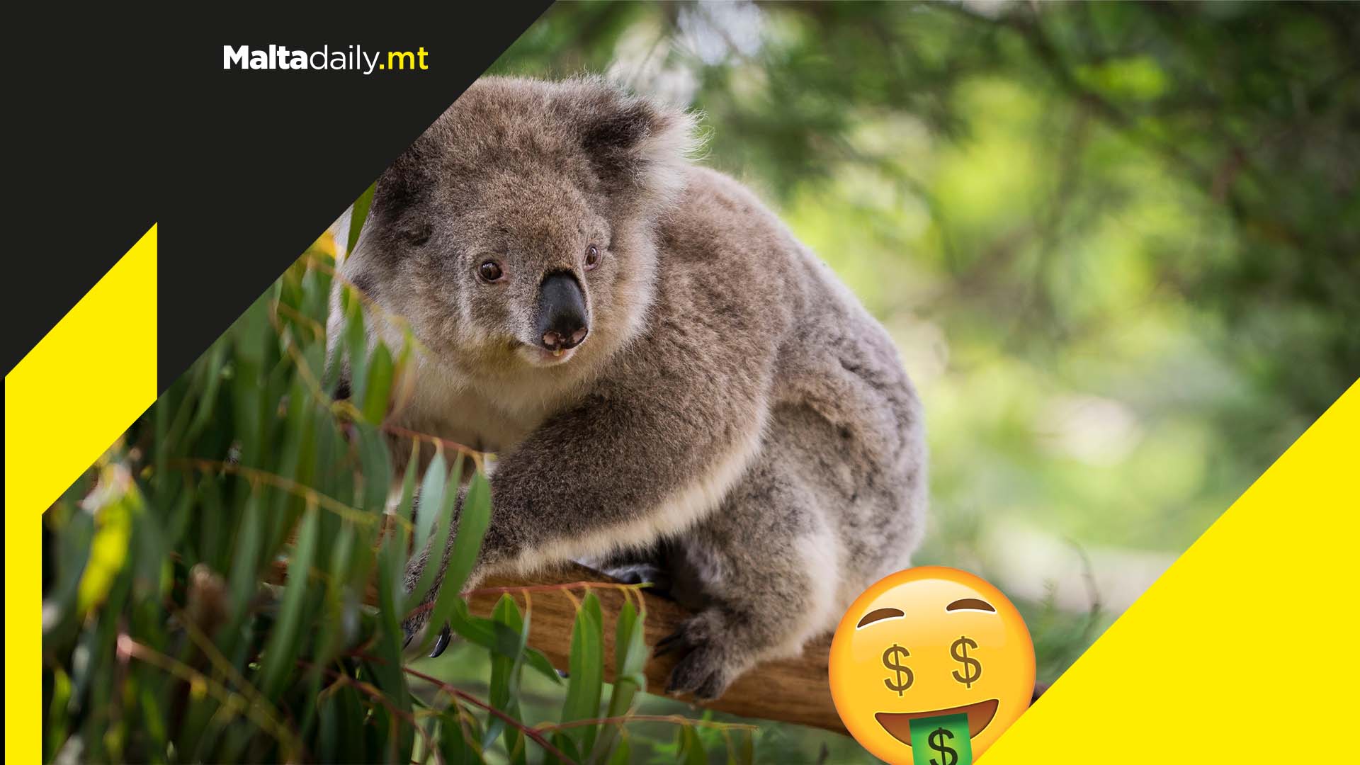 Australia set to spend a record $35 million to protect the koalas