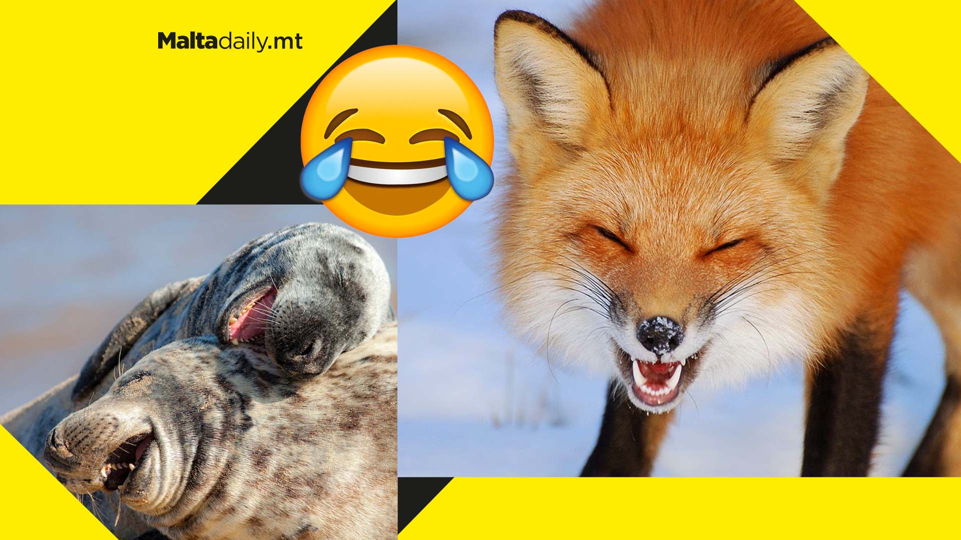 animals laughing like humans