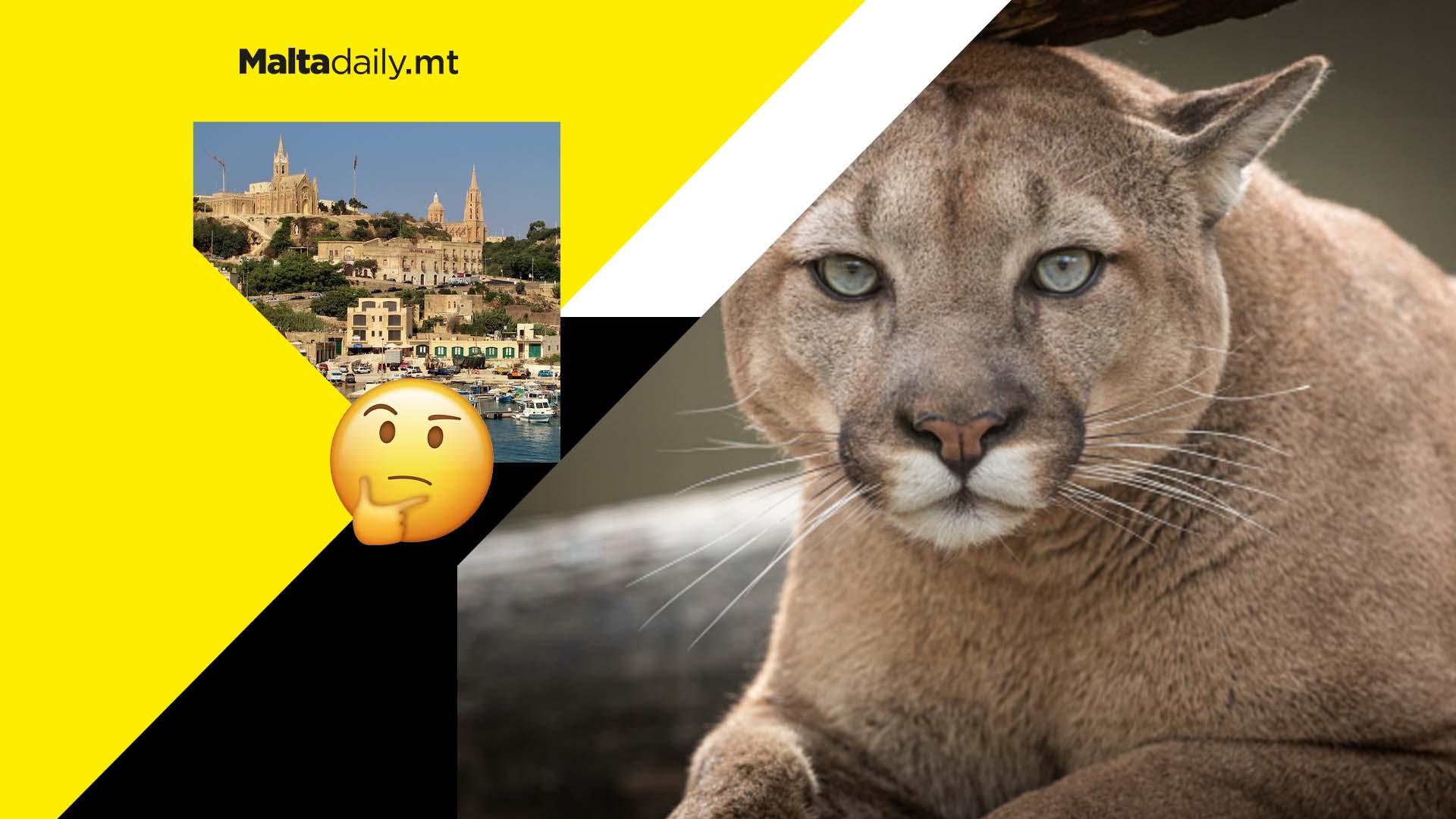 Impossible to know how many big cats are in Malta