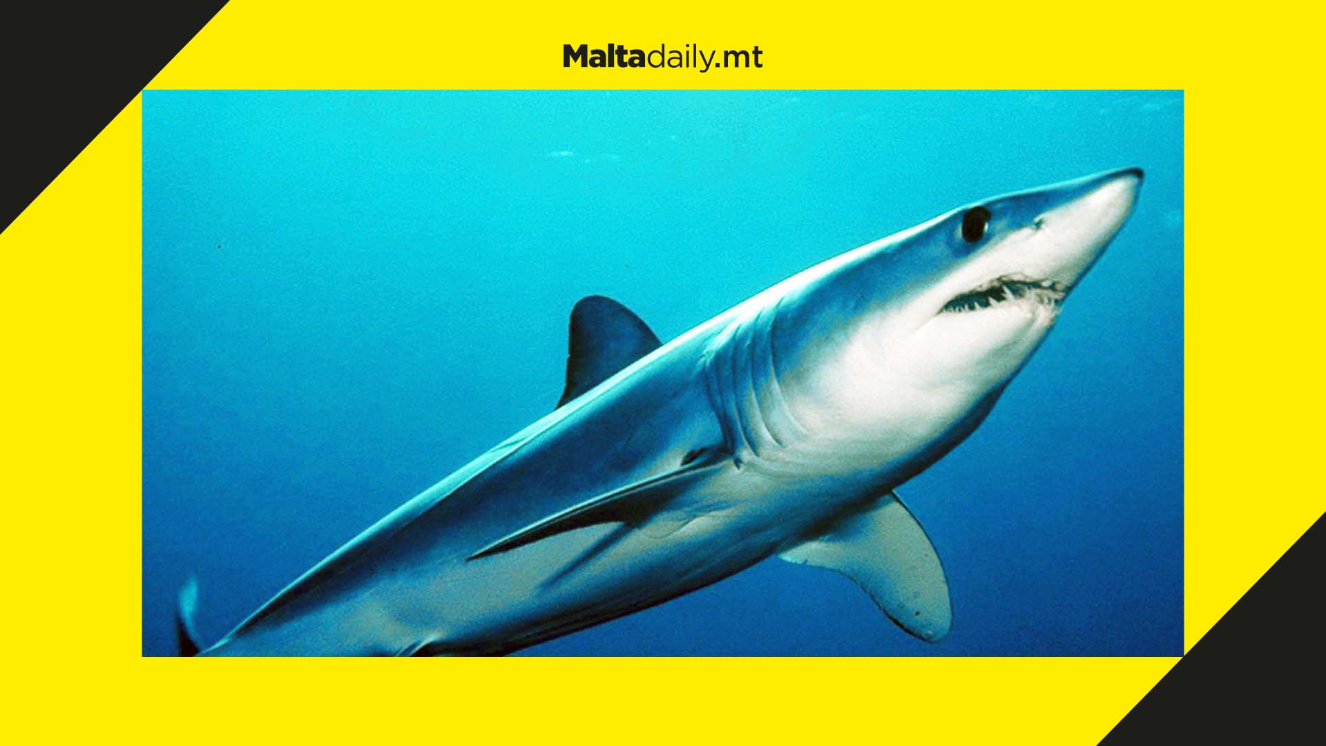 Endangered shark meat sold off as swordfish