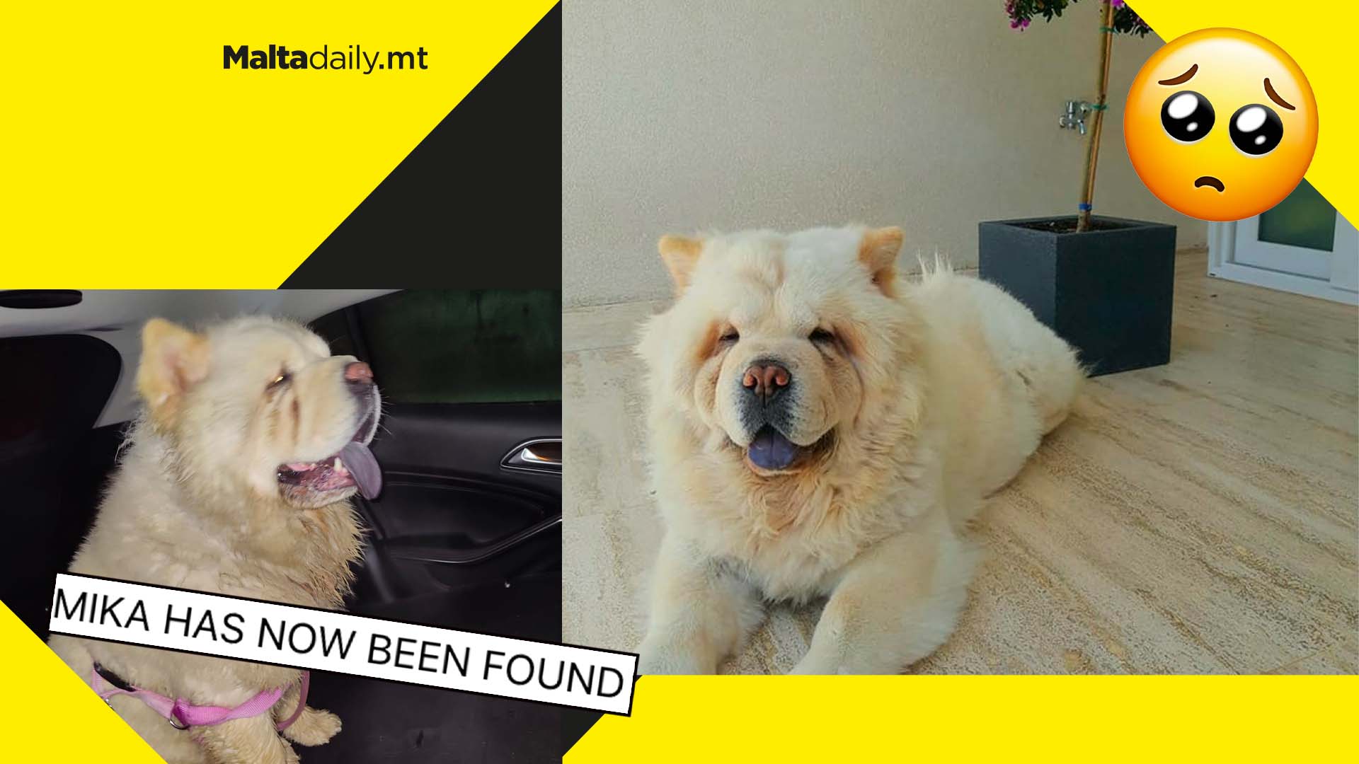 Mika the missing Chow Chow safely found and back home