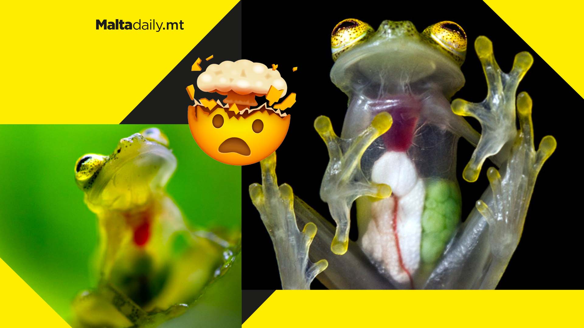 Two new frogs discovered in Ecuador are see-through