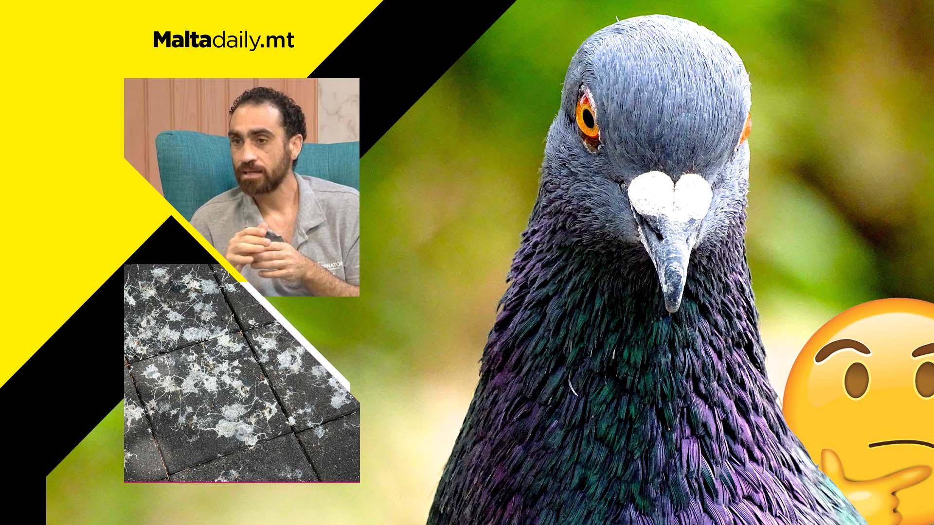 What is 'Pigeon Birth Control' and how is it helping Malta's pest problem?