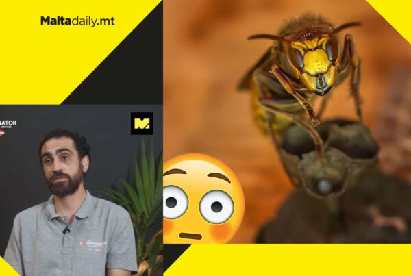WATCH: Malta may have a SERIOUS hornet problem but here's why you shouldn't worry