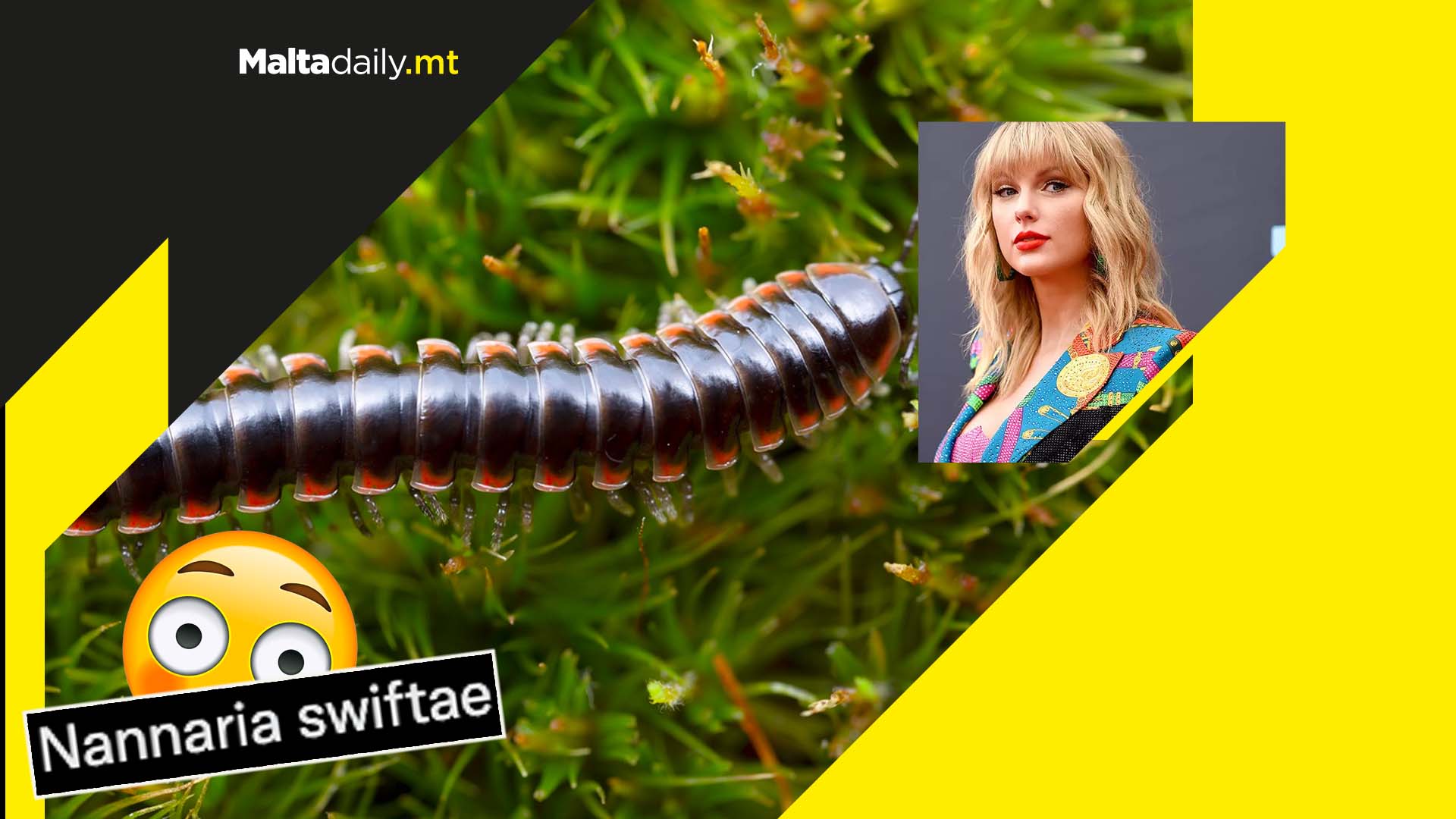 Scientist names new millipede species after Taylor Swift due to being a fan