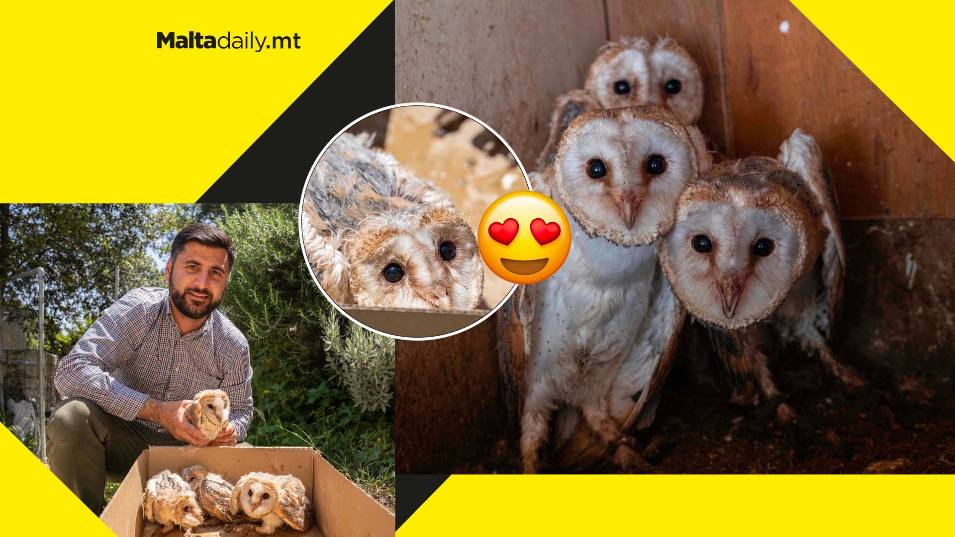 Extinct Barn Owls return to Maltese islands through FKNK initiative
