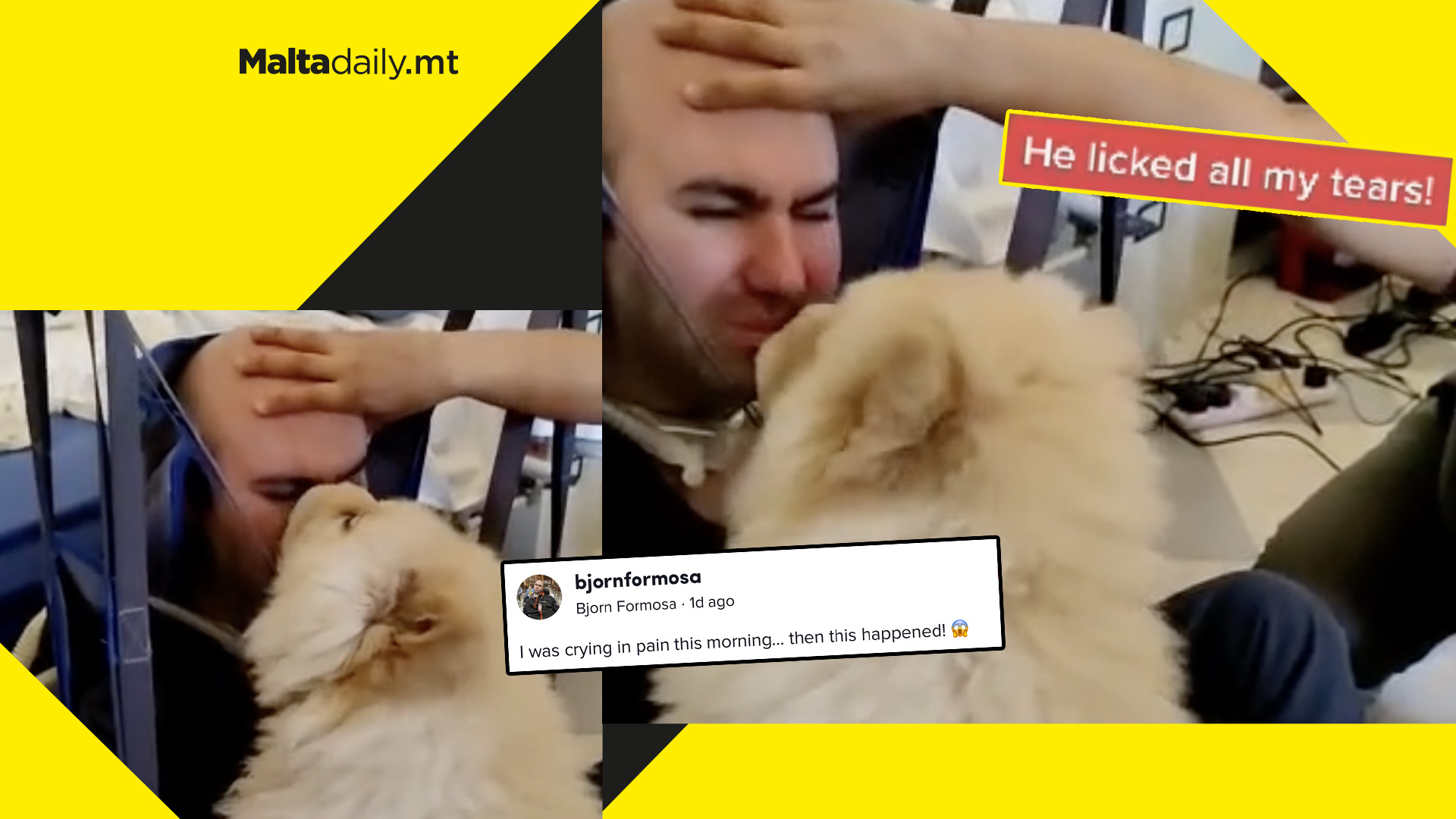 Service dog Dar lifts Bjorn Formosa's spirits in wholesome TikTok video