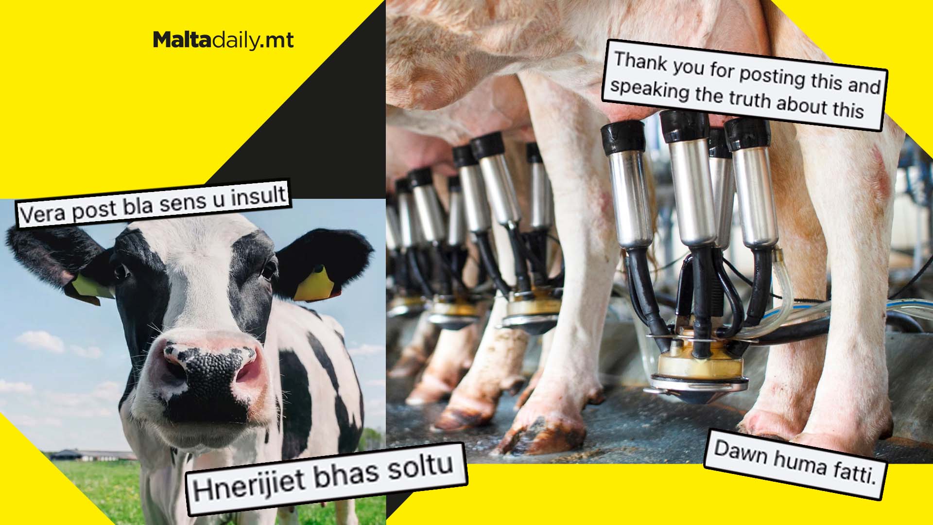 Animal Commissioner sparks support and outrage with cow milk post